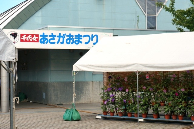 【8/1(金)~8/5(火)】千代女あさがおまつり@白山市