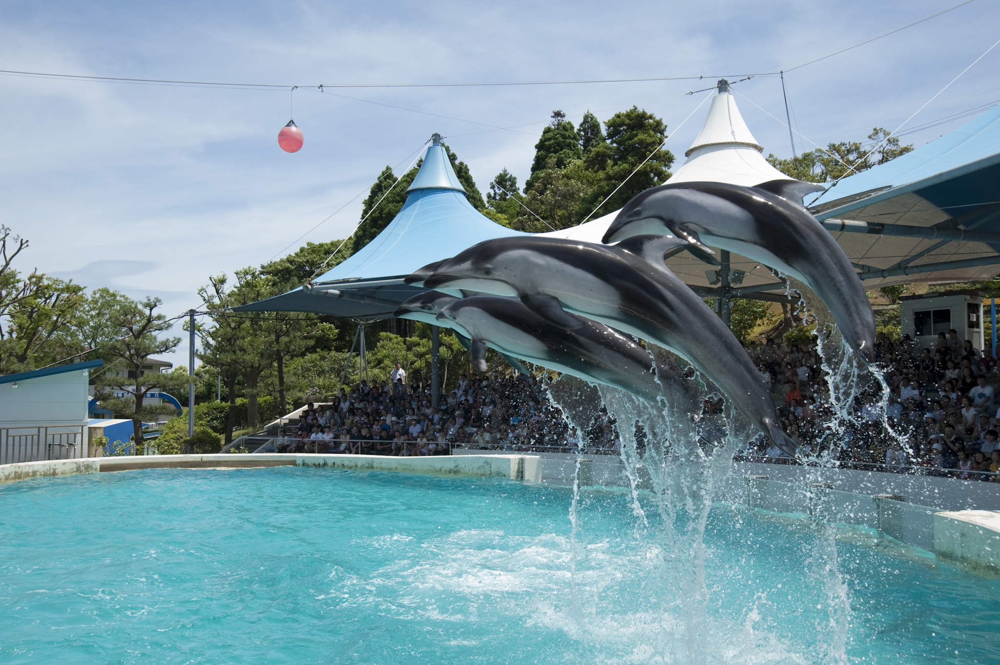 【7/5(土)~9/12(金)】のとじま水族館 夏休みイベント~イルカ・アシカショーやさかなクンスペシャルトークショーなど~