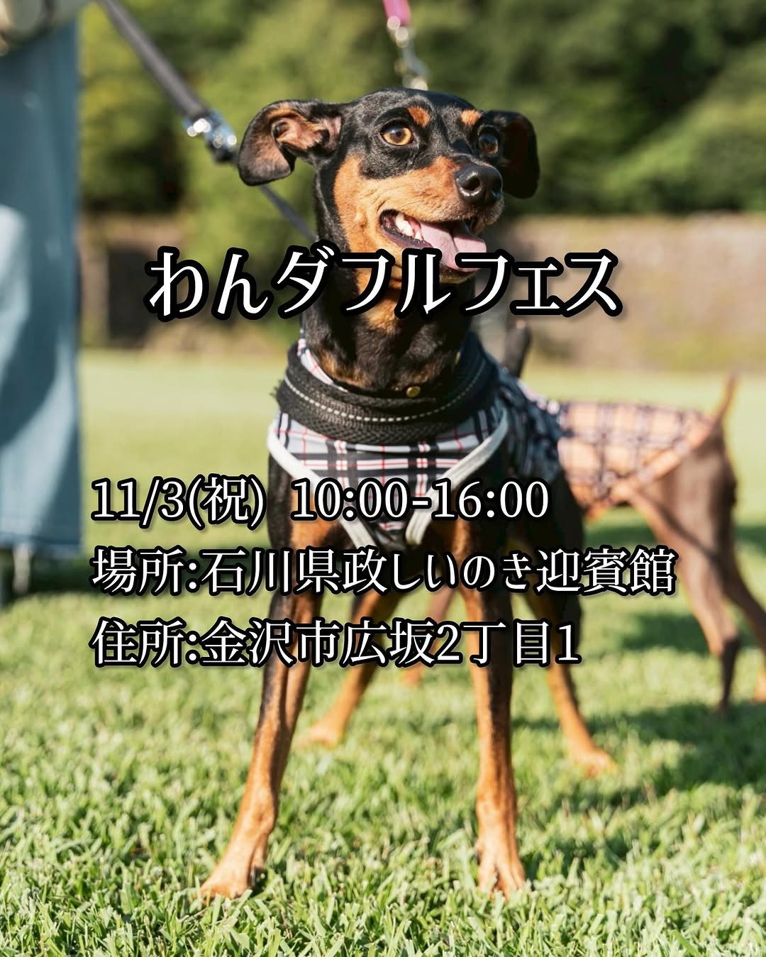 【11/3(月・祝)】わんダフルフェス@しいのき迎賓館~愛犬と楽しめるイベント~