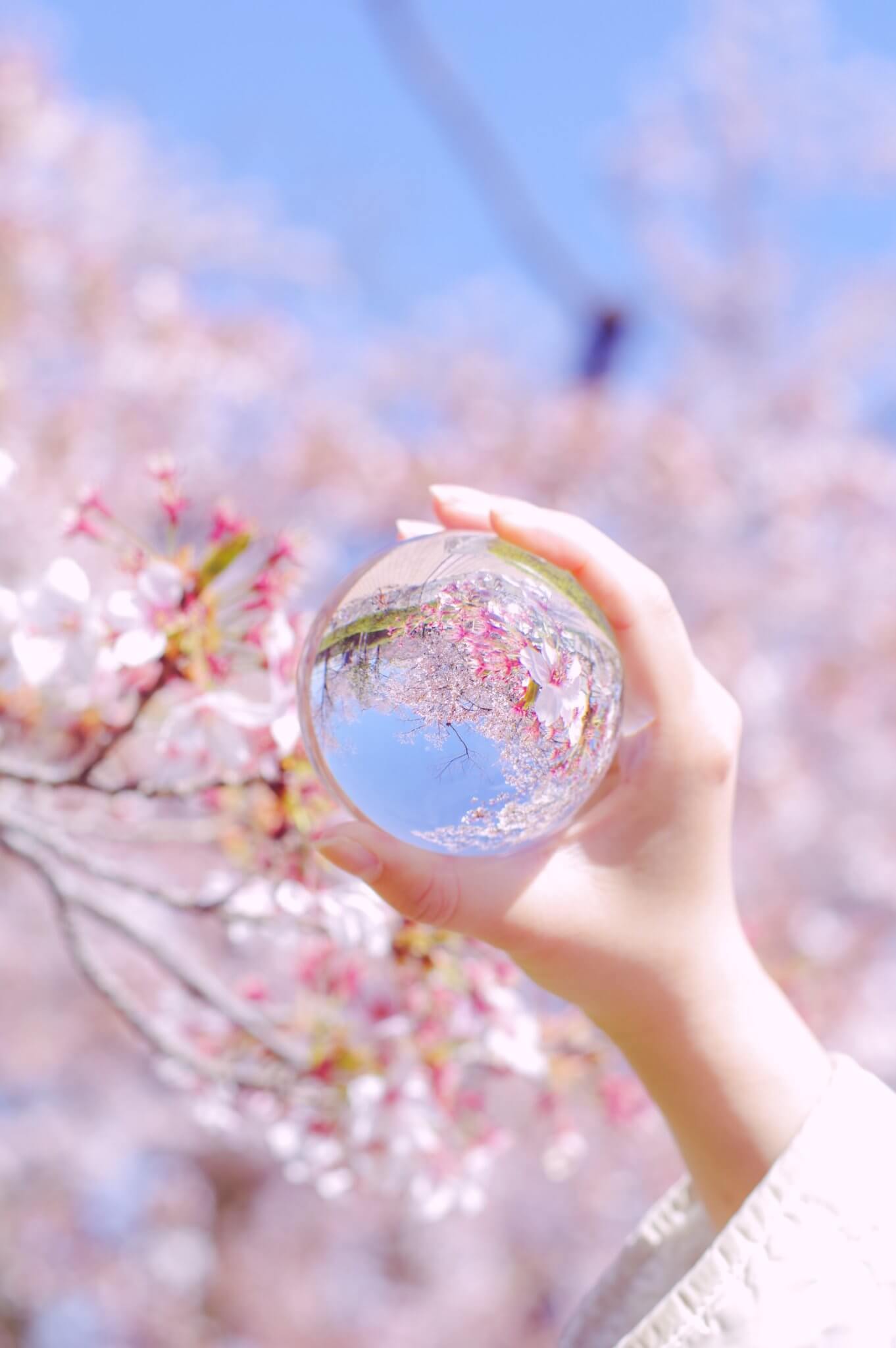 【3/28(土)~4/12(日)】お花見無料開放＠金沢市営陸上競技場