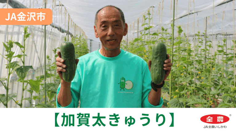 【4/6(月)】「加賀太きゅうり」初出荷@JA金沢市【JA全農いしかわ】