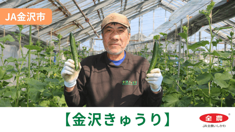 【4/3(金)】「金沢きゅうり」初出荷@JA金沢市【JA全農いしかわ】