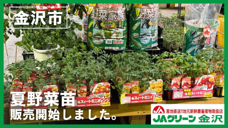【4/15(水)】取扱い200品種以上！夏野菜苗の販売開始＠JAグリーン金沢【家庭菜園特集】