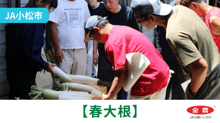 【5/18(月)】「春大根」初出荷@JA小松市【JA全農いしかわ】