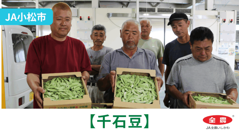 【6/1(月)】「千石豆」初出荷@JA小松市【JA全農いしかわ】