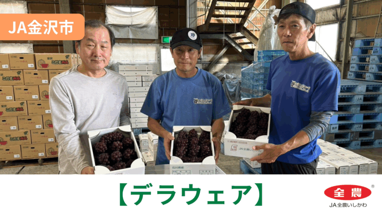 【6/28(日)】「デラウェア」初出荷@JA金沢市【JA全農いしかわ】