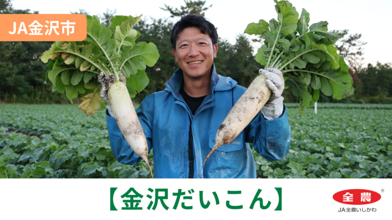 【10/8(木)】「金沢だいこん」初出荷@JA金沢市【JA全農いしかわ】